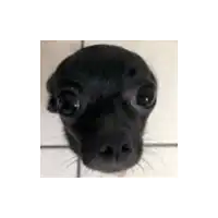 a close up of a black dog 's face looking up at the camera