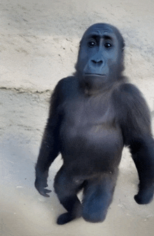 a black gorilla standing on its hind legs with a serious look on his face