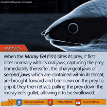 moray eel smithsonian