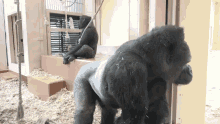 Gorilla Monki GIF - Gorilla Monki Monkey GIFs