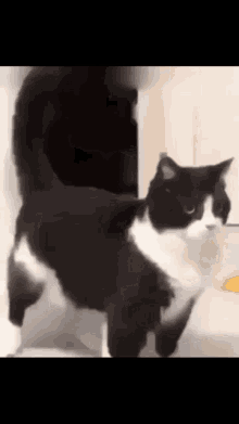a black and white cat is standing on its hind legs and looking at the camera