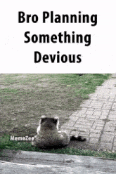 Devious Raccoon GIF - Devious Raccoon Plan GIFs
