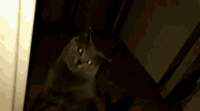 a gray cat is laying on its back on a wooden floor looking up at the camera .