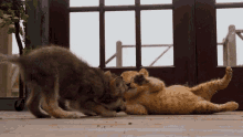 playful animals the wolf and the lion fooling around close friends baby animals