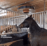 a horse is standing in a fenced in area with a fan hanging from the ceiling .