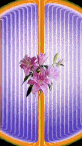 a bunch of pink flowers are sitting on top of a purple and yellow background .