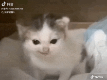 a cat is sitting in a box and looking at the camera with a tiktok logo in the corner