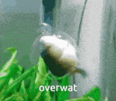 a snail is swimming in a tank with the word overwat written on the bottom