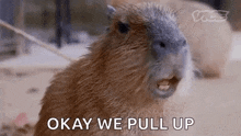 Capybara Capivara GIF - Capybara Capivara Gritando GIFs