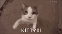Cat Kisses GIF - Cat Kisses Kitty GIFs