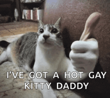 a cat giving a thumbs up with the words " i 've got a hot gay kitty daddy " below it