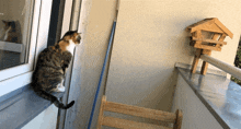 Cat Hunting GIF - Cat Hunting Cat On Hunt GIFs