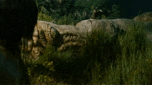 a large crocodile is laying in the grass with its mouth wide open