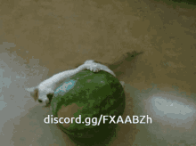 Watermelon Cat GIF - Watermelon Melon Cat GIFs