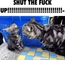Cat Kitten GIF - Cat Kitten Shut Up GIFs
