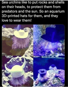 sea urchins like to put rocks and shells on their heads to protect them from predators and the sun ..