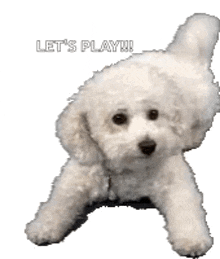 a small white poodle is laying down with the words `` let 's play ! '' written on it .