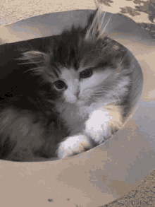 a kitten is laying in a cardboard box and the website muglife.com is visible in the bottom right corner