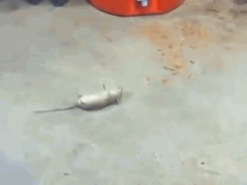dead rodent