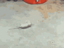 Rat Playing Dead GIF