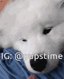 a close up of a white dog with the words ig @pupstime written above it