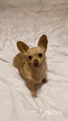 Lets Party Dog GIF - Lets Party Dog Party GIFs