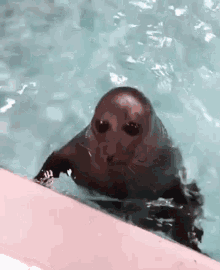 alien seal nasty ass seal seal seal underwater djtaeil