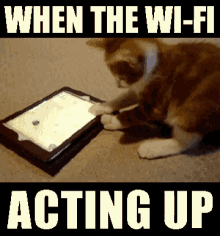What Happened To My Wifi Funny Animals GIF