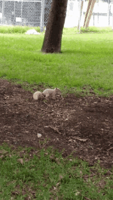 Ardilla Albina Squirrels GIF - Ardilla Albina Squirrels Grass GIFs