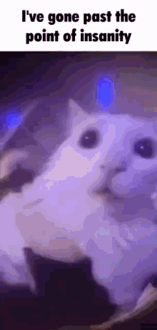 Cat Insanity GIF - Cat Insanity Gato GIFs
