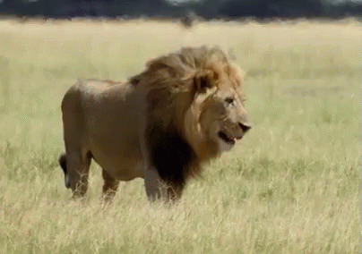 Lion Tasting The Air GIF - Savage Kingdom Savage Kingdom Gi Fs Lions GIFs
