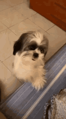 Coco Dog GIF - Coco Dog Puppy GIFs