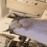 a cat is laying on a table with its head in a drawer