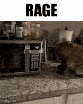 Cat Microwave GIF - Cat Microwave Rage GIFs