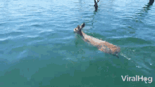 Deer Viralhog GIF - Deer Viralhog Swim GIFs