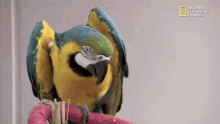 Parrot Waving GIF - Parrot Waving Wave GIFs