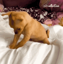 Digging The Pet Collective GIF - Digging The Pet Collective Where Is It GIFs