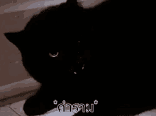 แมวดำ คำราม GIF - Black Cat Roar Roaring GIFs