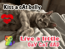 a cat is laying on a bed with the words kiss a cat belly and live a little gay cat dad
