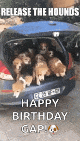 beagles release the hounds dogs car cute