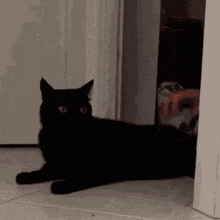 Cat Black GIF - Cat Black Black Cat GIFs