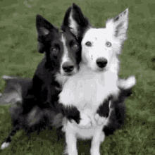 Dogs Funny GIF - Dogs Funny Couple GIFs