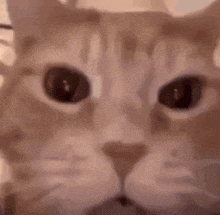a close up of a cat laying on a bed with its eyes closed .