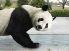 panda push up healthy exercise