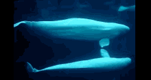 two beluga whales are swimming in a dark blue water