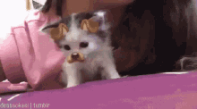 Cat Cute Love GIF - Cat Cute Love Filter GIFs
