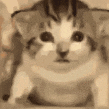 a close up of a cat looking at the camera with a serious look on its face .