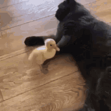 cats duck mean kick