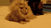 Coco Lion Cat GIF - Coco Lion Cat Yawn GIFs