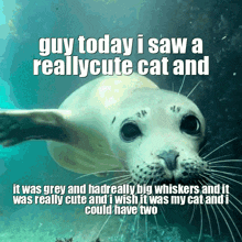 Cute Seal GIF - Cute Seal Seals GIFs